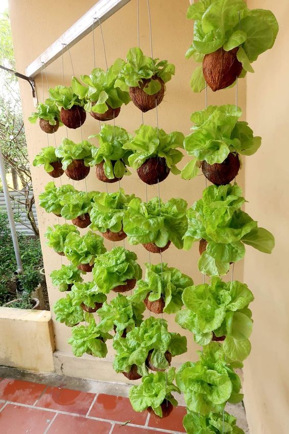 Coconut Shell Hanging Garden