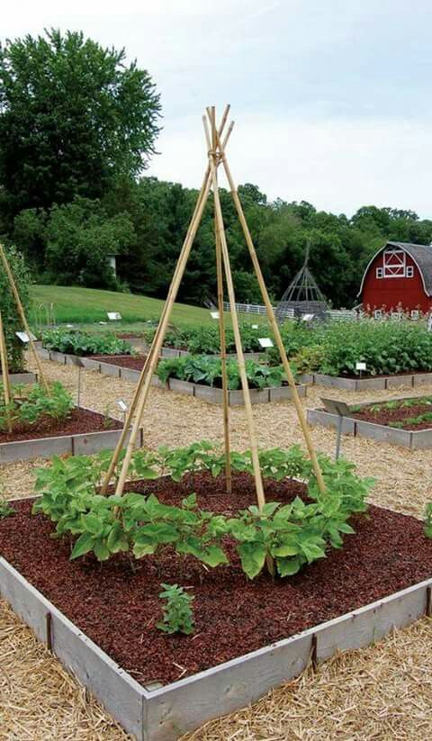 DIY Bamboo Teepee Trellis Garden