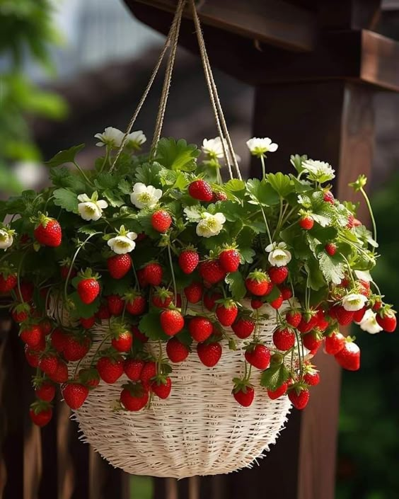 Hanging Basket Garden