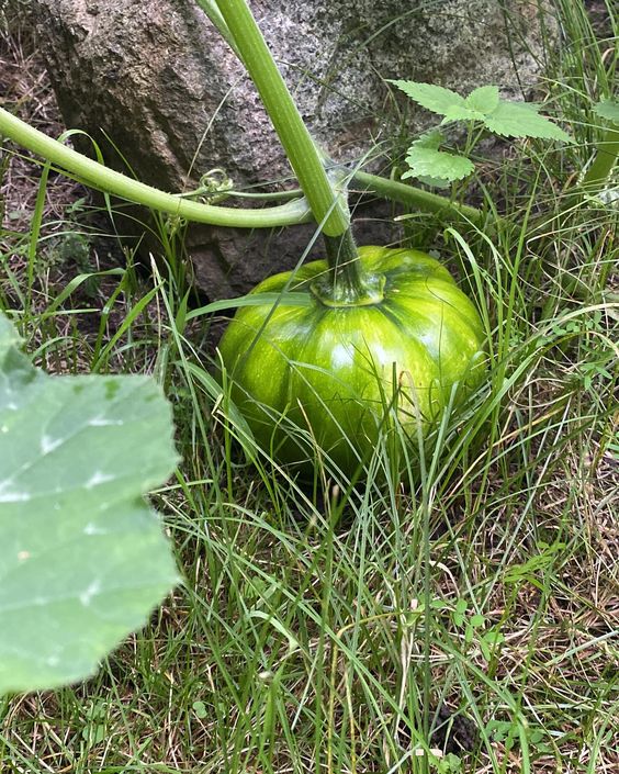 Harvesting Too Early or Too Late