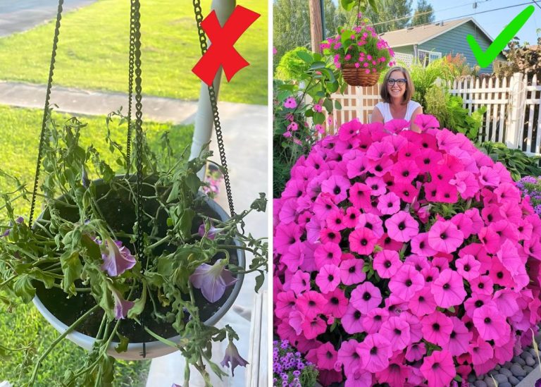 How to Care for Petunias: A Complete Guide to Thriving Blooms