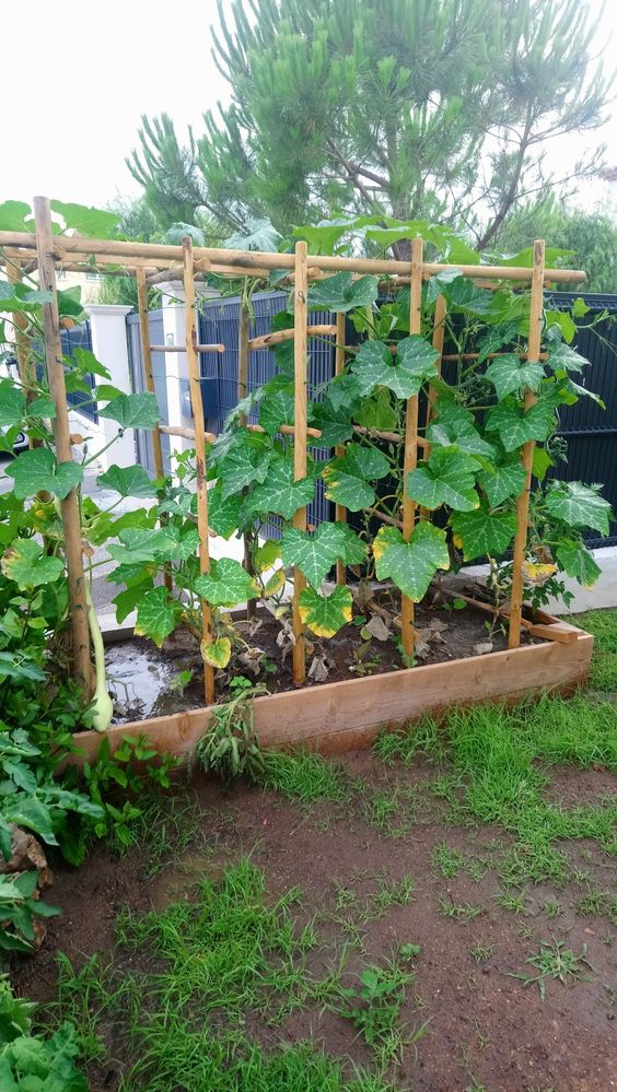 Rustic Bamboo Vegetable Trellis