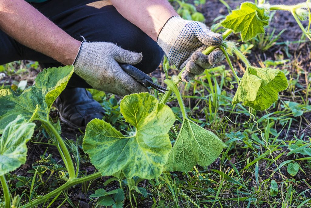 Skipping Regular Pruning and Vine Management