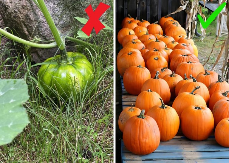 Top 10 Mistakes You Need to Avoid When Growing Pumpkins