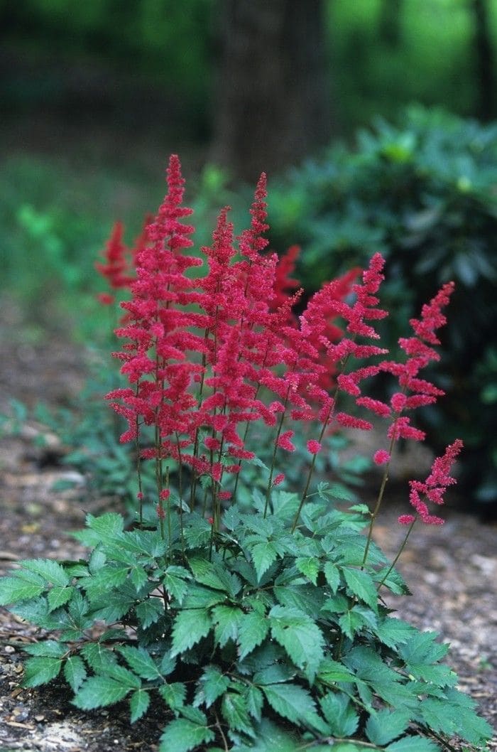 Astilbe (Astilbe spp.)