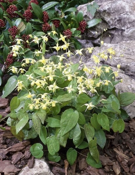 Barrenwort (Epimedium spp.)