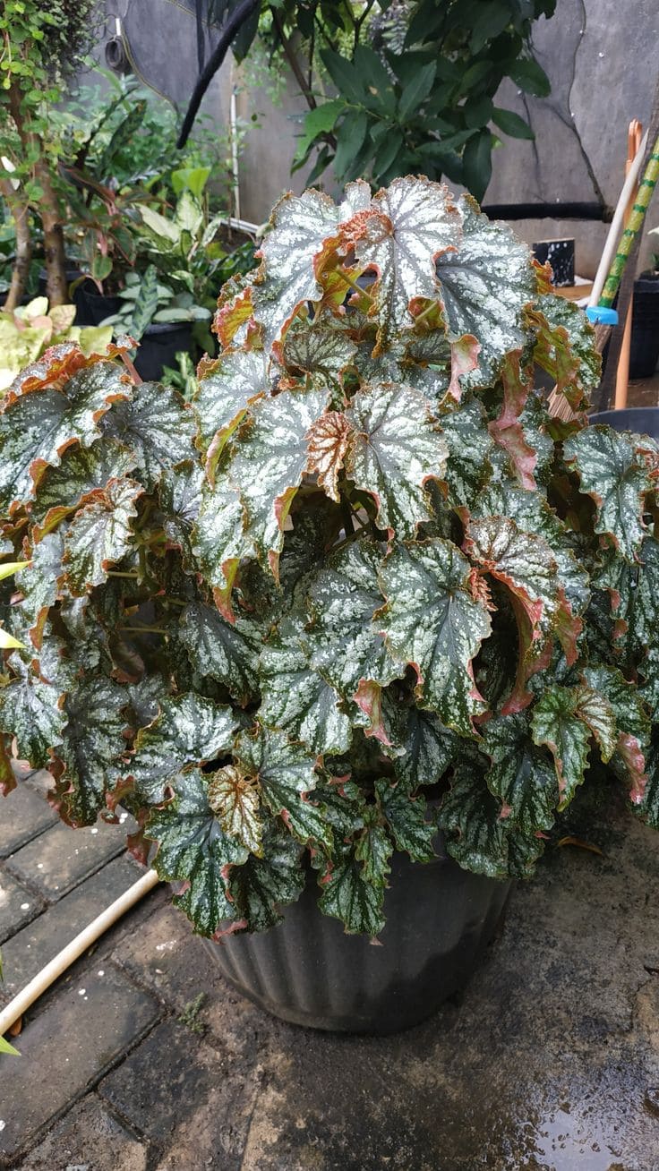 Begonia (Begonia spp.)