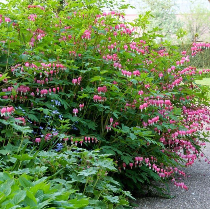 Bleeding Heart (Lamprocapnos spectabilis)