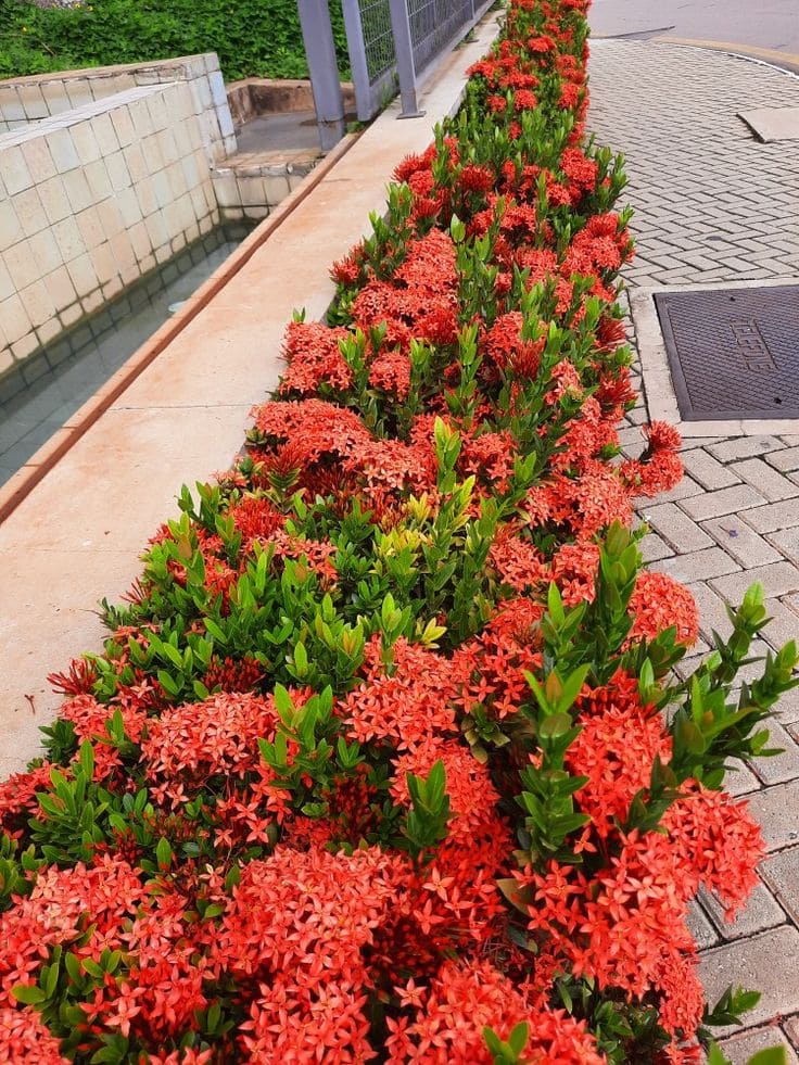 Bright Ixora Flower Edging