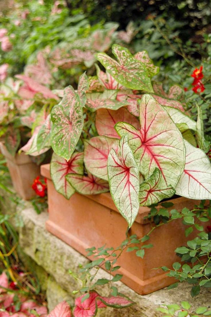 Caladium (Caladium bicolor)