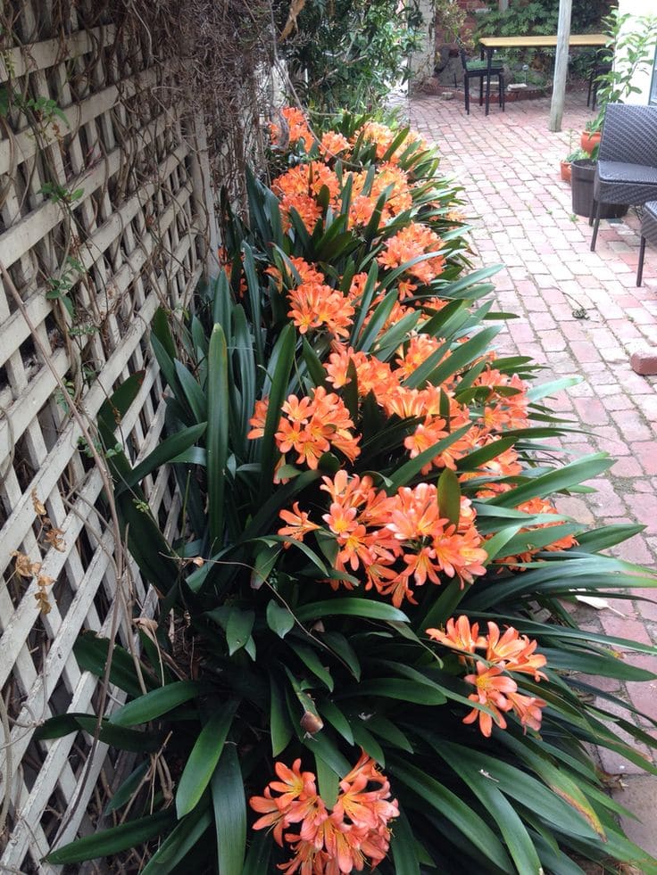 Charming Clivia Lily Edging