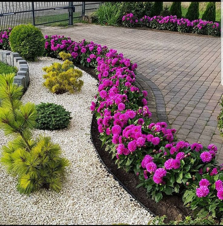 Charming Dahlia Border Elegance