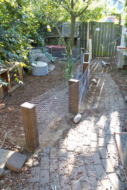 Chicken Wire Garden Fence