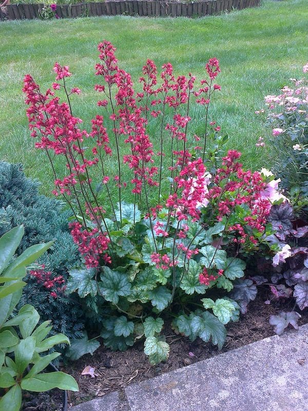 Coral Bells (Heuchera spp.)