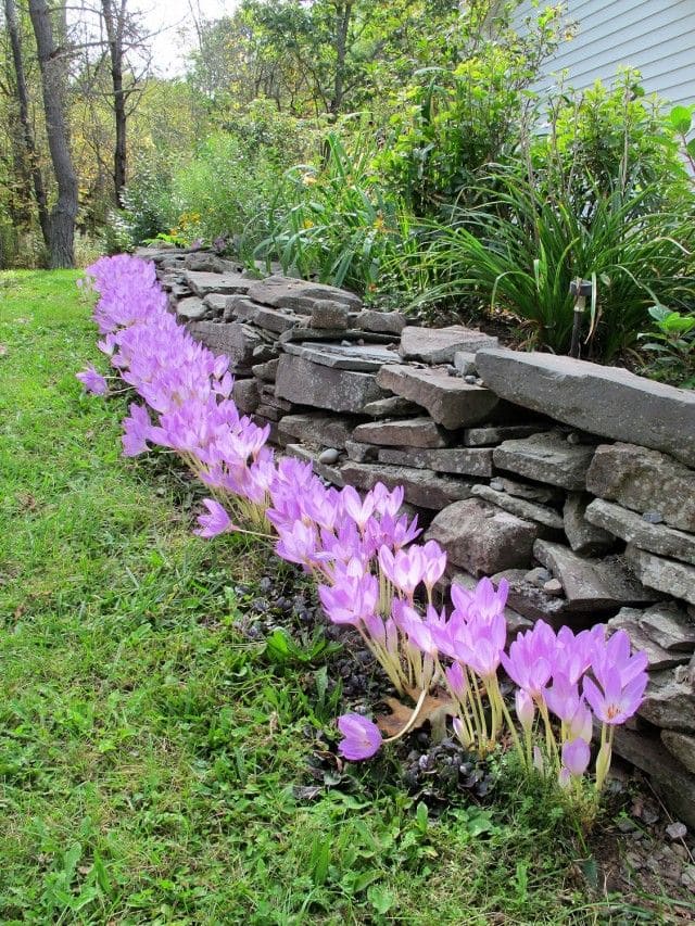 Delicate Autumn Crocus Edging