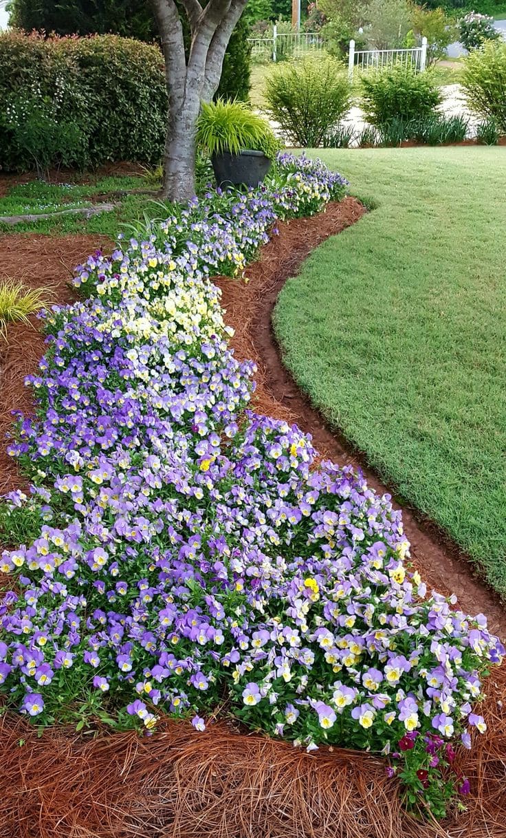 Delicate Viola Bloom Edging