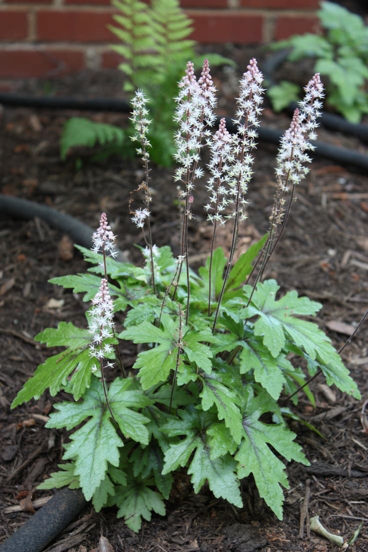 Foamflower (Tiarella cordifolia)