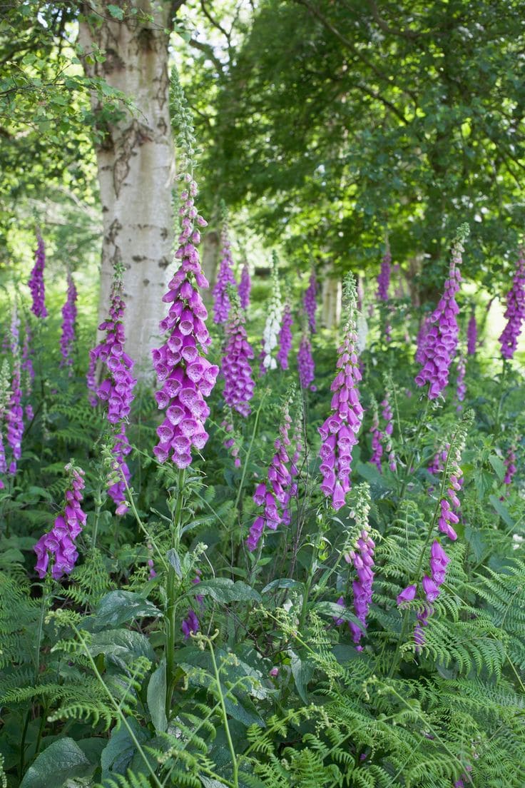 Foxglove (Digitalis purpurea)