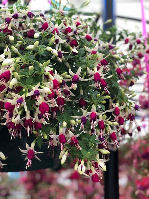 Fuchsia (Fuchsia spp.)