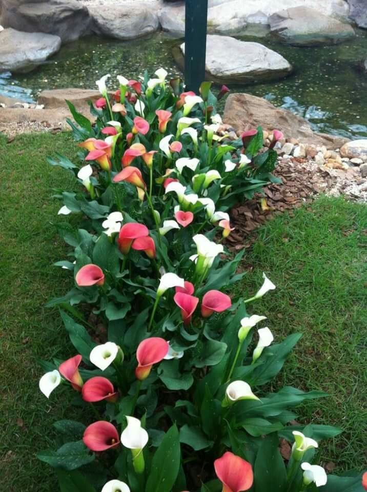 Graceful Calla Lily Edging