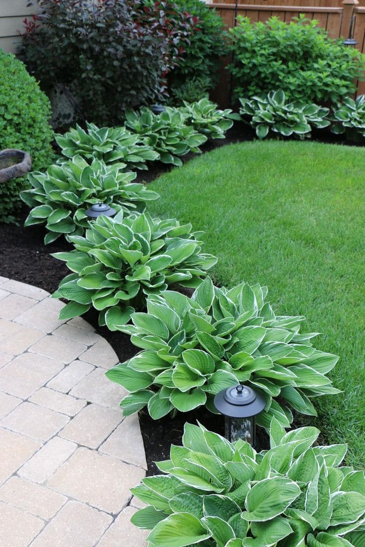 Graceful Hosta Green Edging