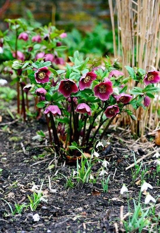 Hellebore (Helleborus spp.)