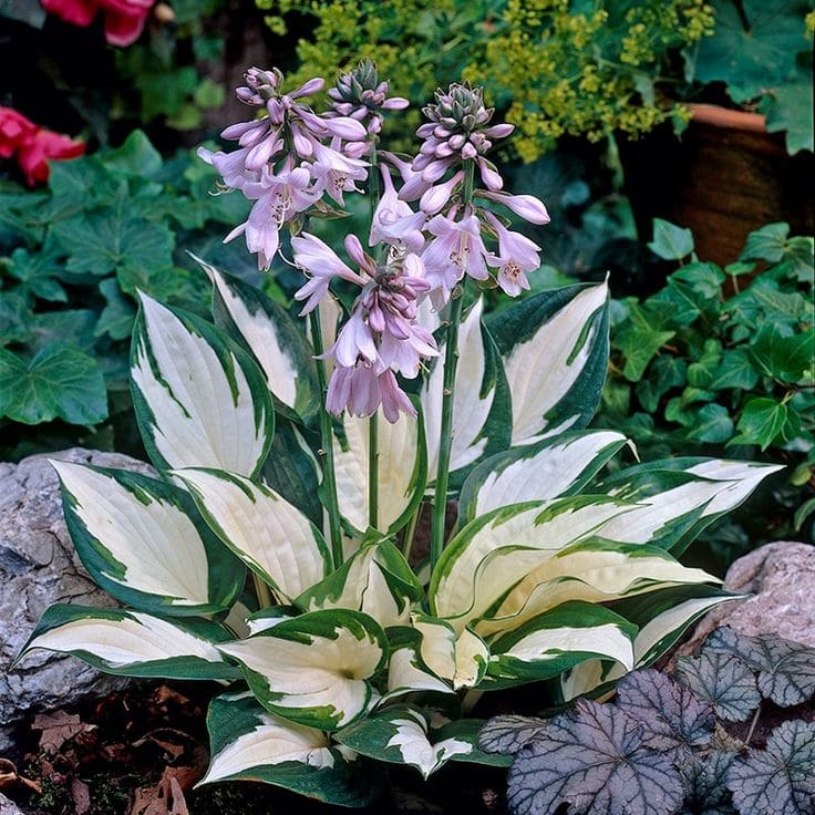 Hosta Flowers (Hosta spp.)