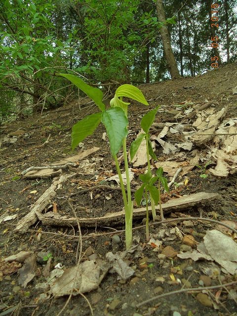 Jack-in-the-Pulpit (Arisaema triphyllum)