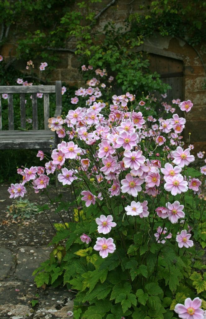 Japanese Anemone (Anemone hupehensis)