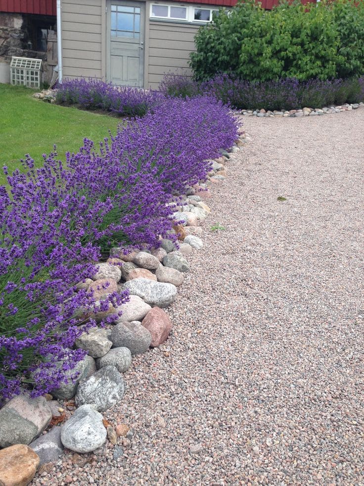 Lavender Elegance Edging