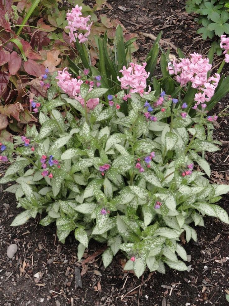 Lungwort (Pulmonaria spp.)