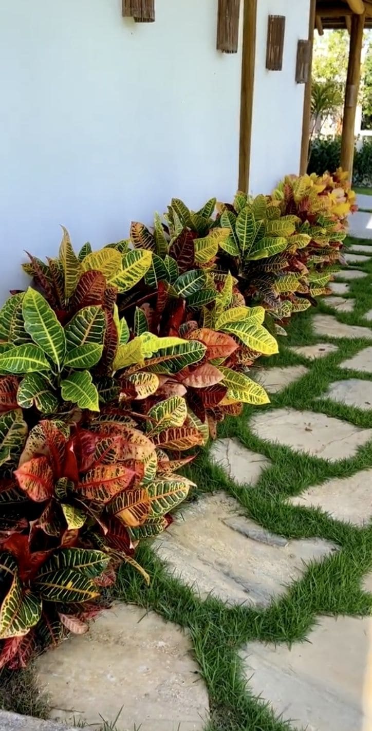 Radiant Croton Leaf Edging