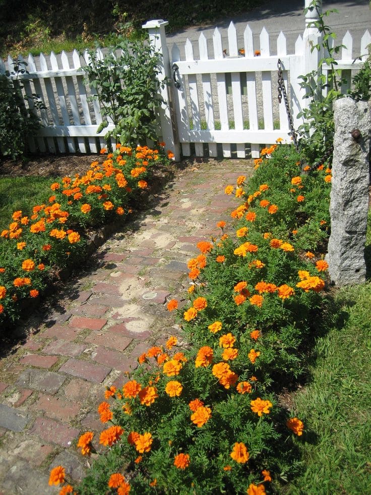 Radiant Marigold Pathway Edging