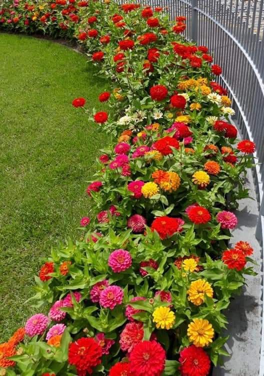 Radiant Zinnia Border Bliss