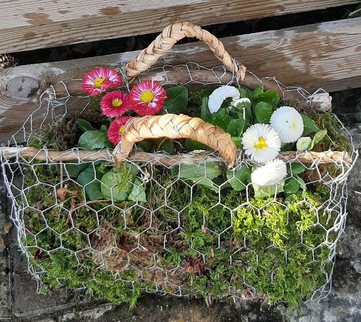 Rustic Wire Basket Planter