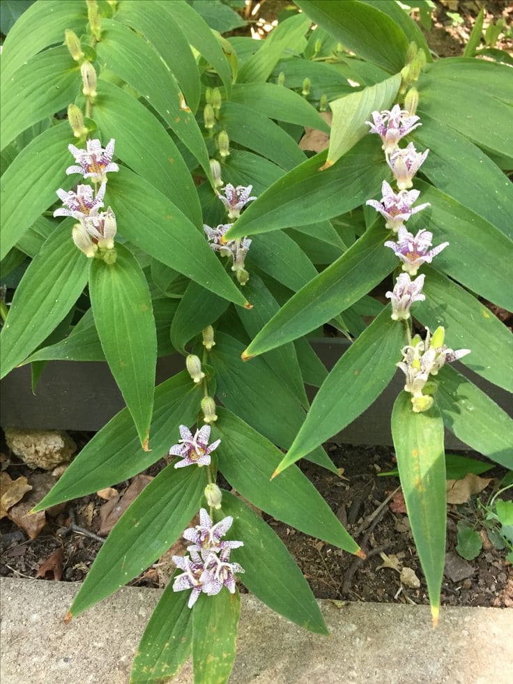 Toad Lily (Tricyrtis spp.)