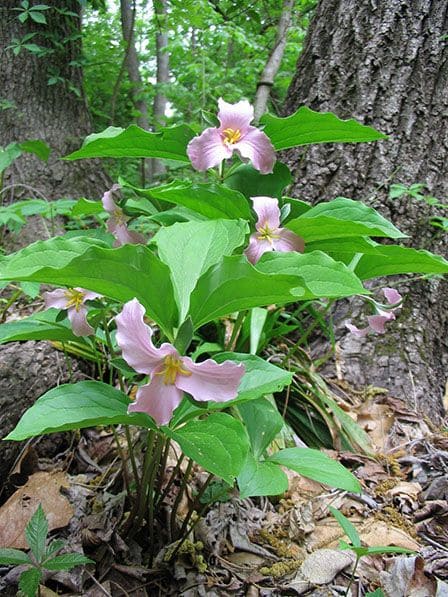 Trillium (Trillium spp.)