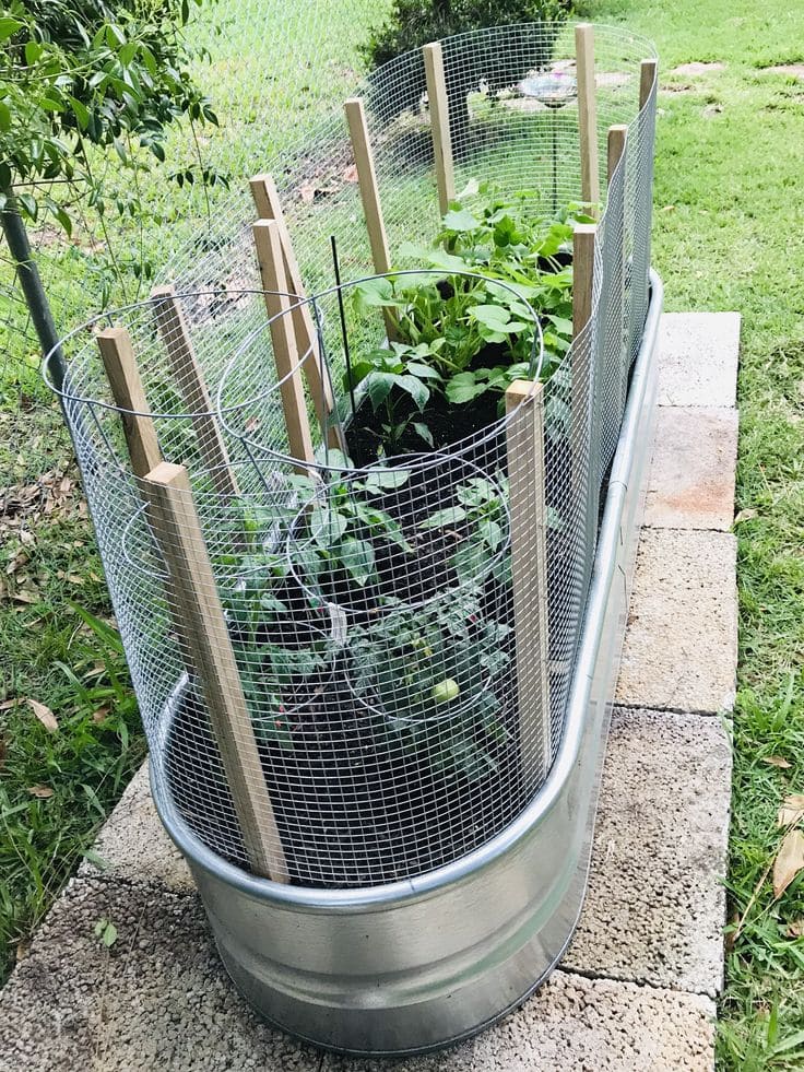 Trough Garden with Wire Cage