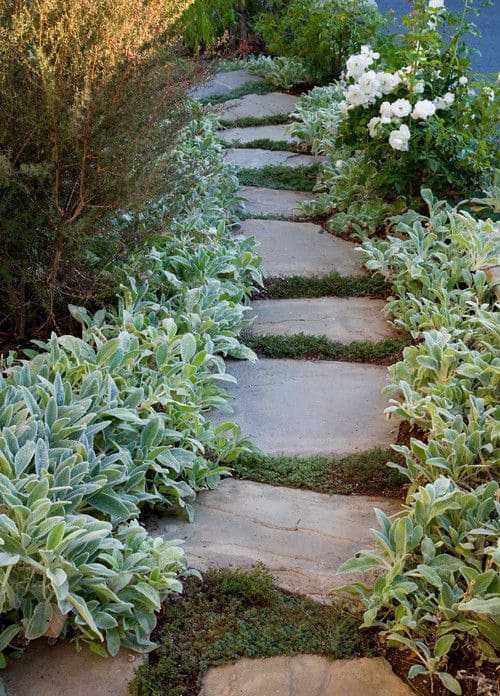 Velvety Lambs Ear Pathway