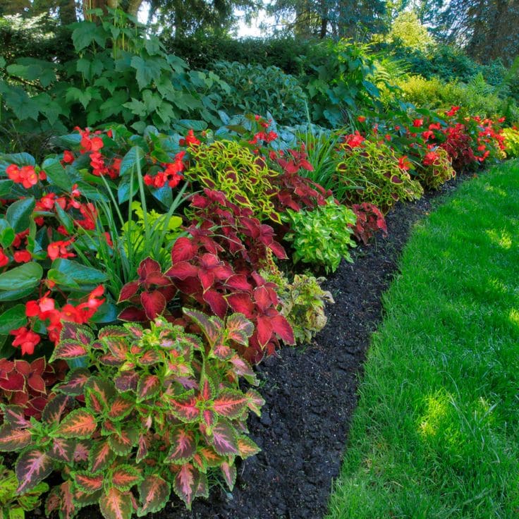 Vibrant Coleus Flower Edging