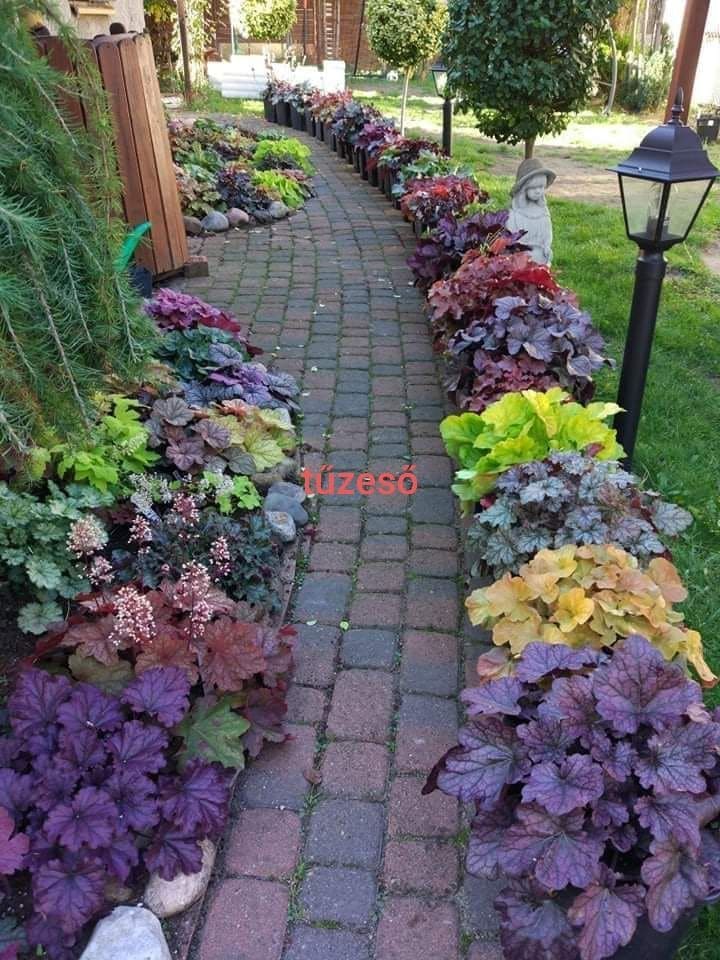 Vibrant Heuchera Pathway Edging