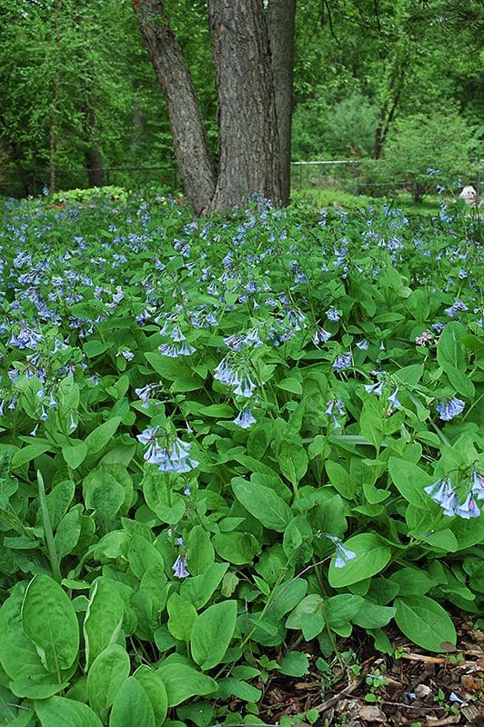 Virginia Bluebells (Mertensia virginica)