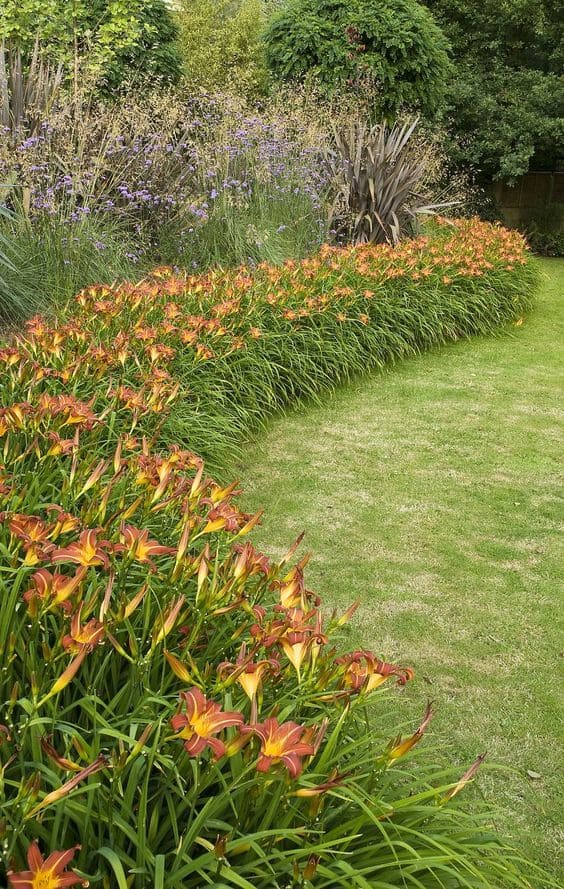 Vivid Daylily Lawn Edging