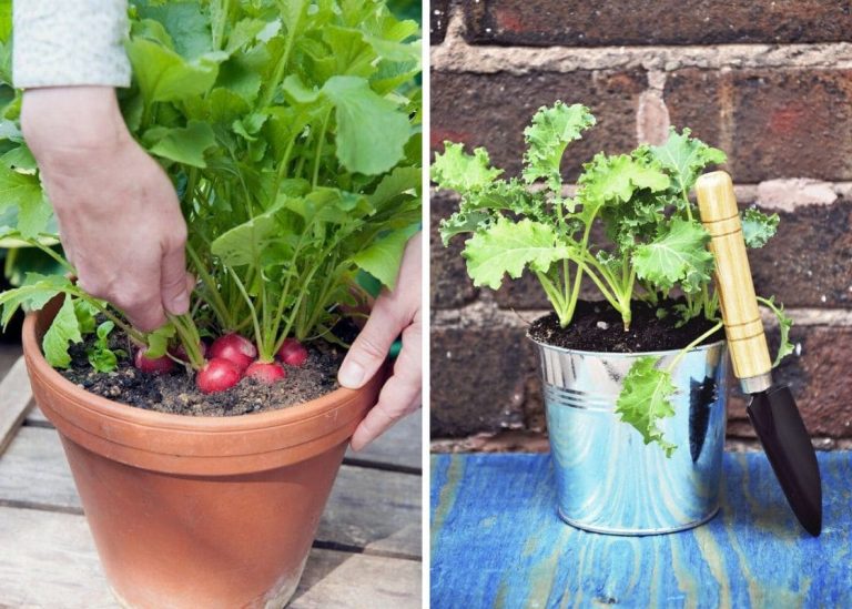 10 Best Vegetables You Can Grow in Pots Through Winter