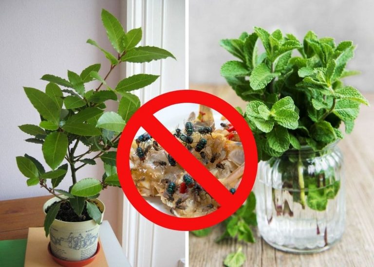 10 Fragrant Plants That Naturally Repel Flies and Keep Your Home Fresh