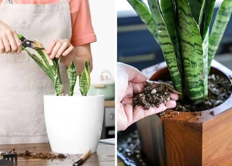 12 Must-Know Tips for Thriving Snake Plants