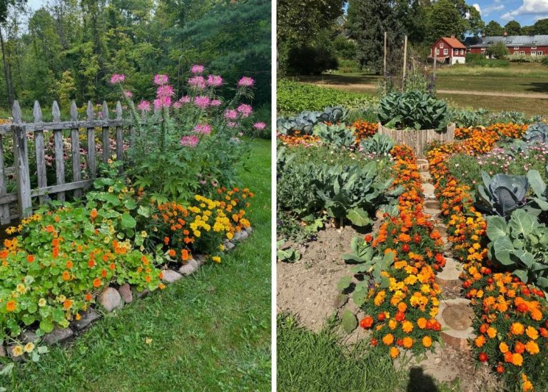 15 Flowers That Naturally Keep Insects Away From Your Garden