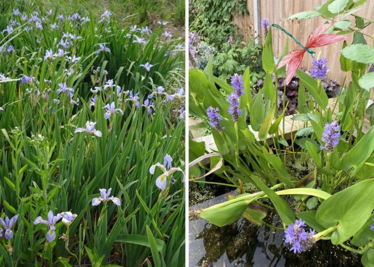 20 Amazing Plants That Attract Dragonflies and Repel Mosquitoes