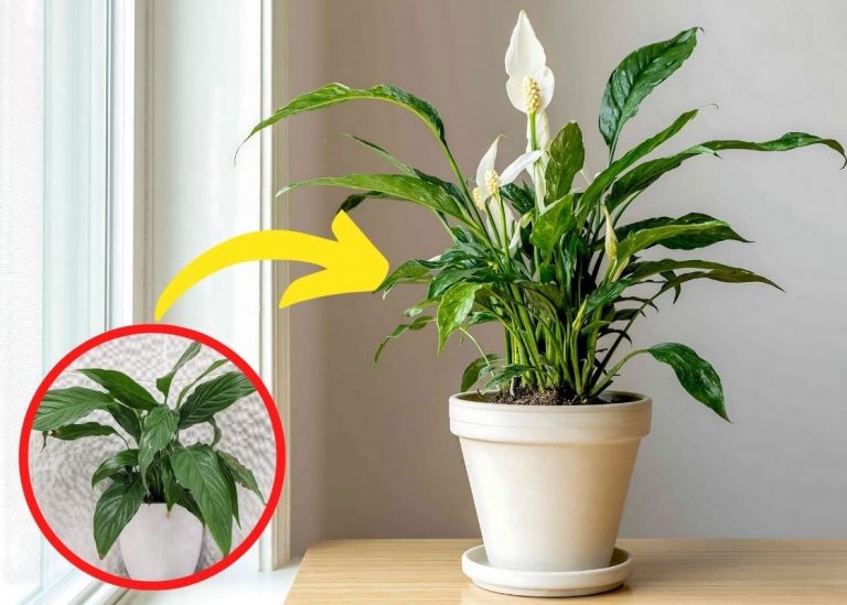 8 Pro Tips to Get Your Peace Lily to Bloom More Often