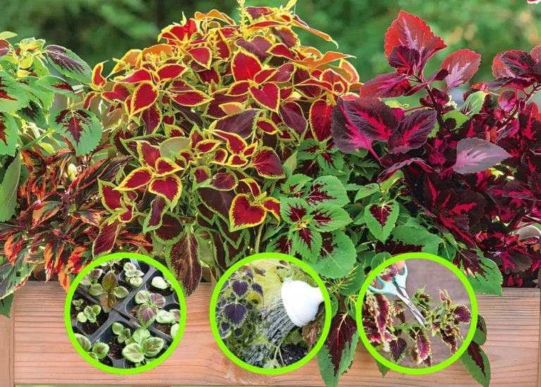 Full Guide on Growing Coleus From Seeds For Vibrant Foliage